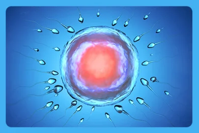 digital-graphic-of-sperm-cells-surrounding-egg-cell-for-male-fertility-section-on-tongkat-ali-page.webp