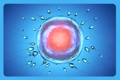 digital graphic of sperm cells surrounding egg cell for male fertility section on longjack xxl page