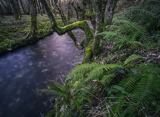 natural greenery next to river