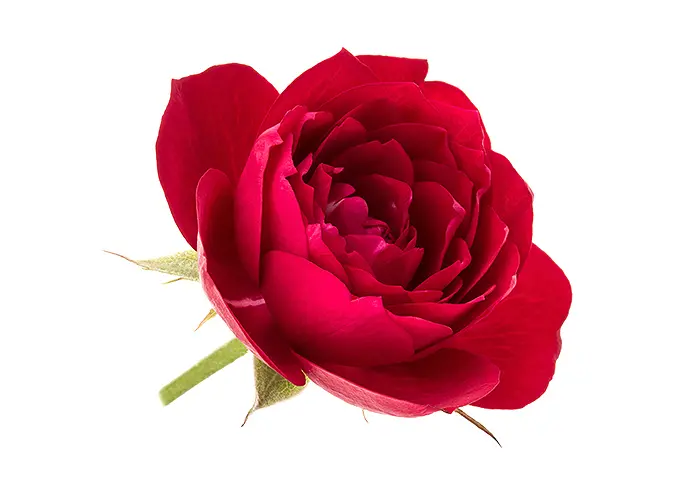 rose flower for women section on number 1 natural testosterone booster or enhancer