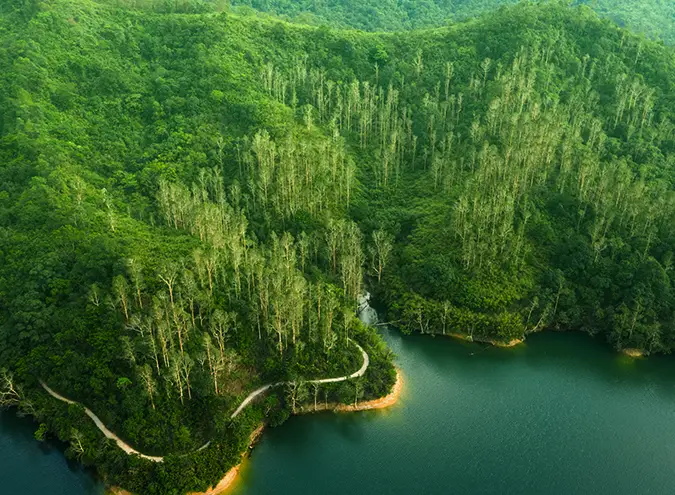 chinese forest scene like the areas kucha tea plant camellia assamica is found