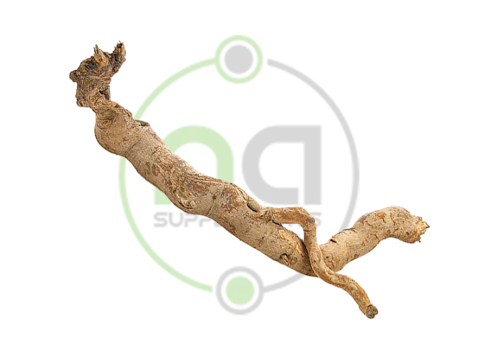 malaysian ginseng plant image in raw form