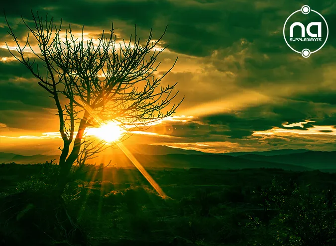 sun light peering over natural scene with tree