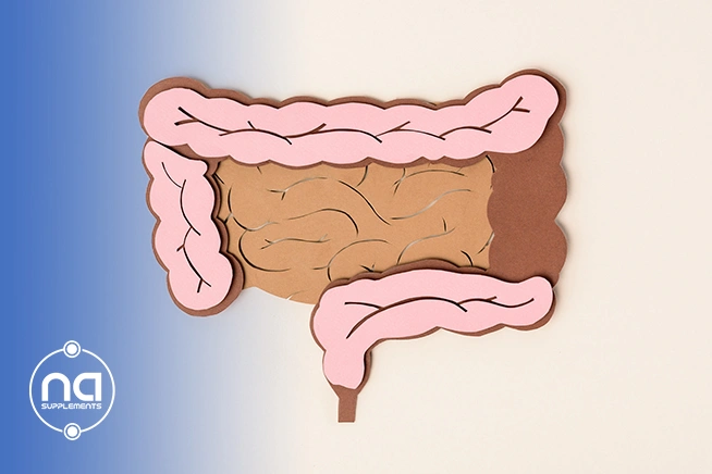 large and small intestine made out of paper