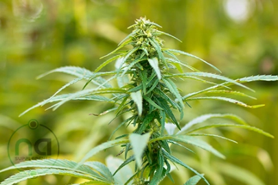 natural setting of hemp buds on plant